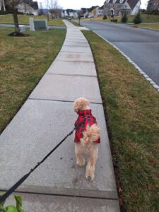 How often should a dog get walked?