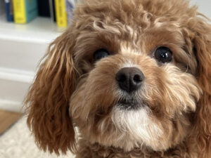 Dog walking vs dog daycare