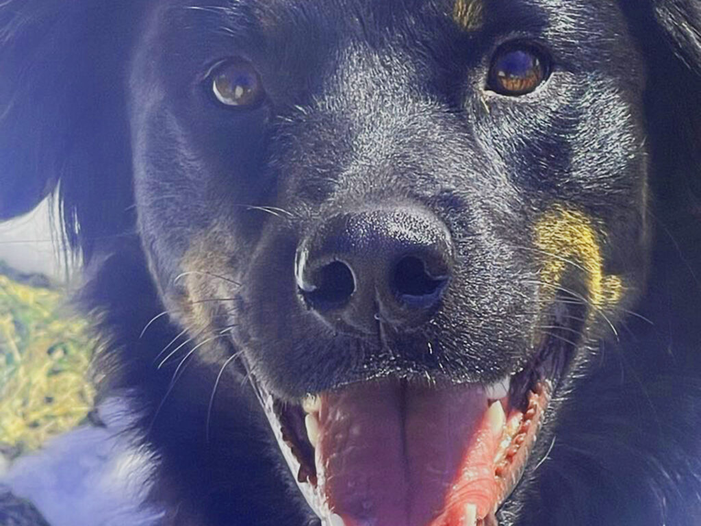 How long can a dog be left along at home while you are at work?