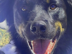 How long can a dog be left along at home while you are at work?